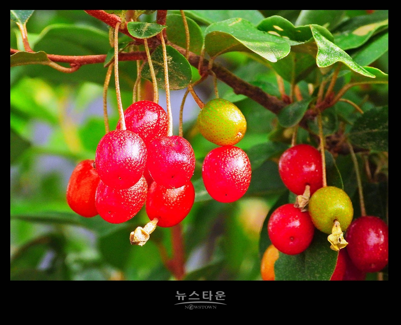 새콤달콤한 보리수열매의 예쁜모습