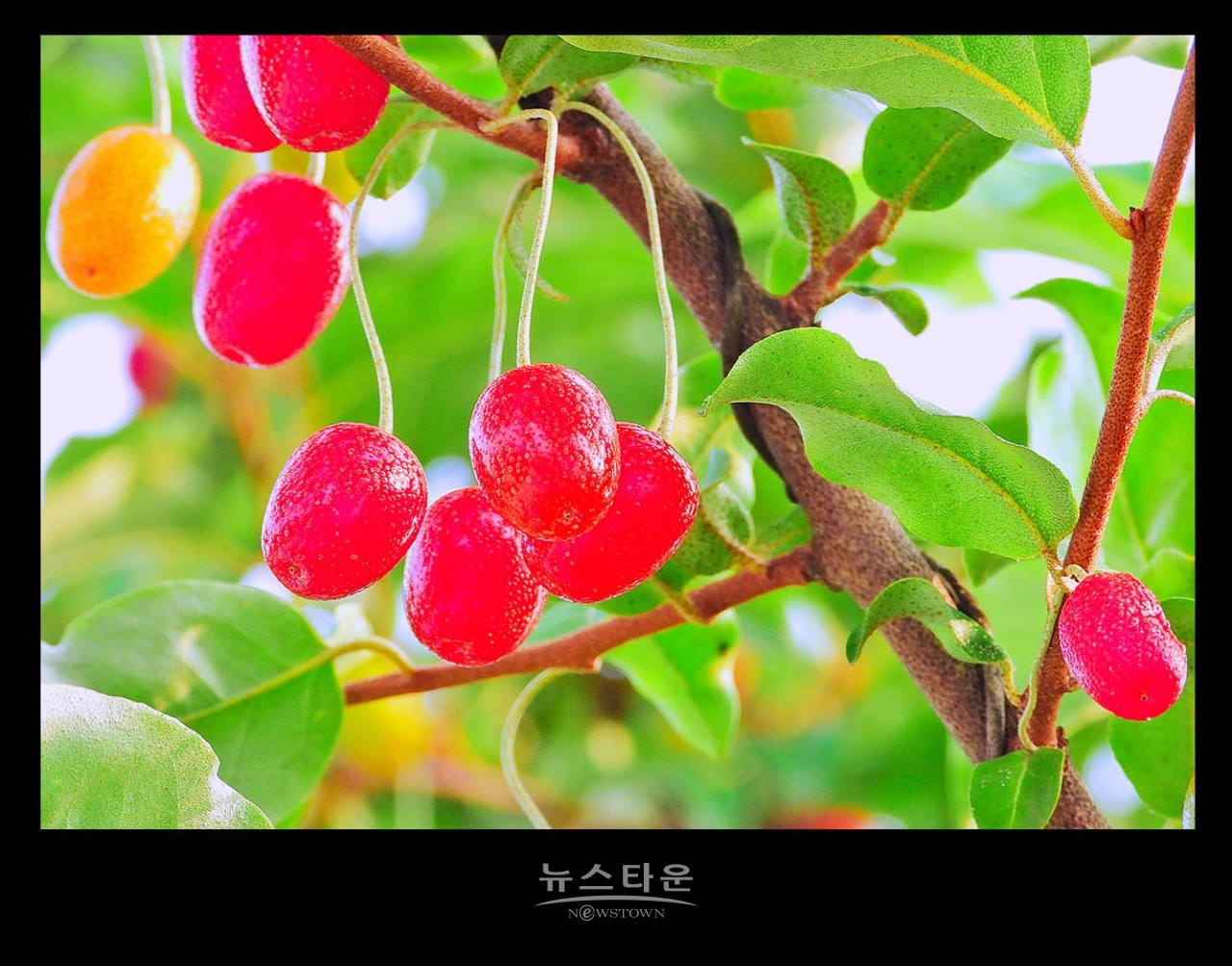새콤달콤한 보리수열매의 예쁜모습