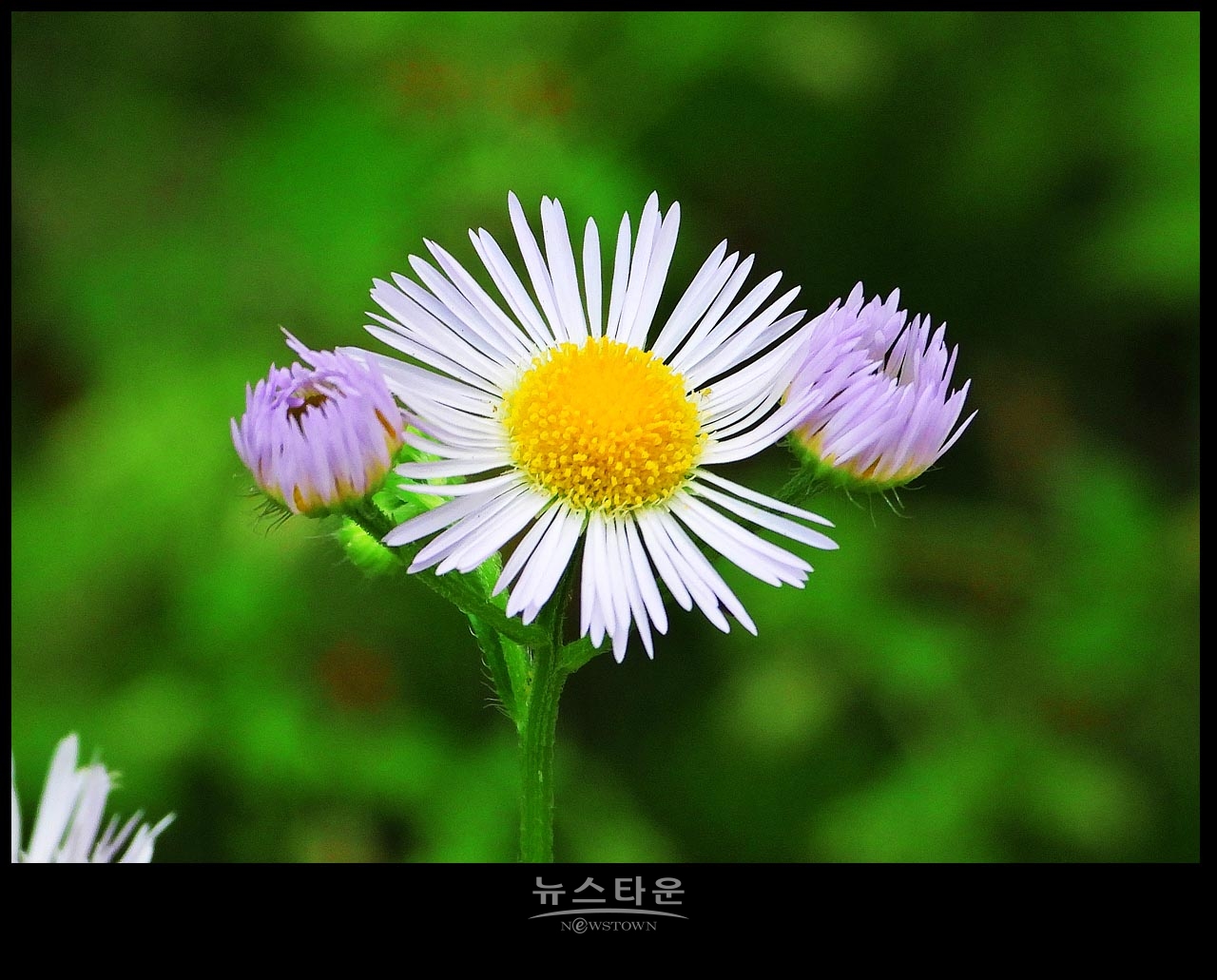 야생에서 막 자란 망초대꽃