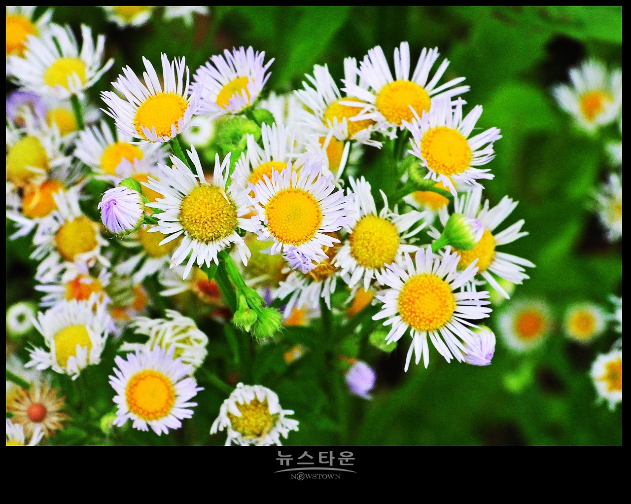 야생에서 막 자란 망초대꽃