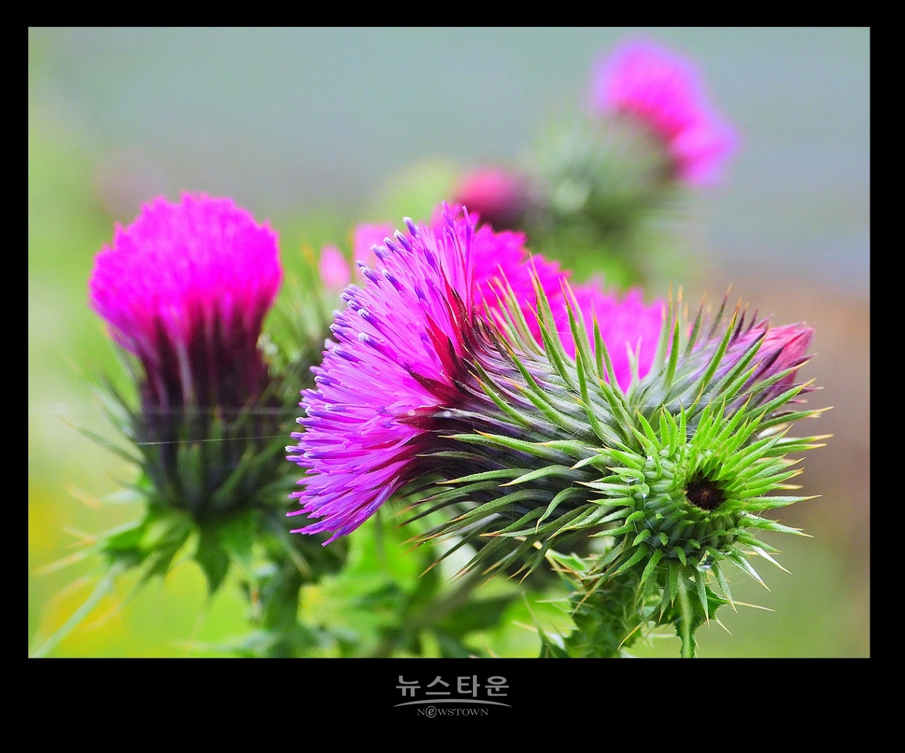 엉겅퀴꽃