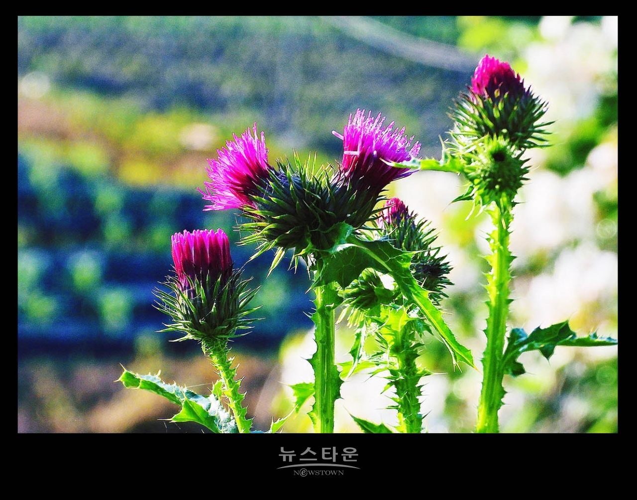 엉겅퀴꽃