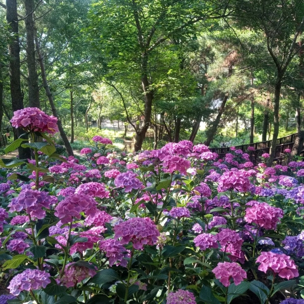 월아산숲속의진주