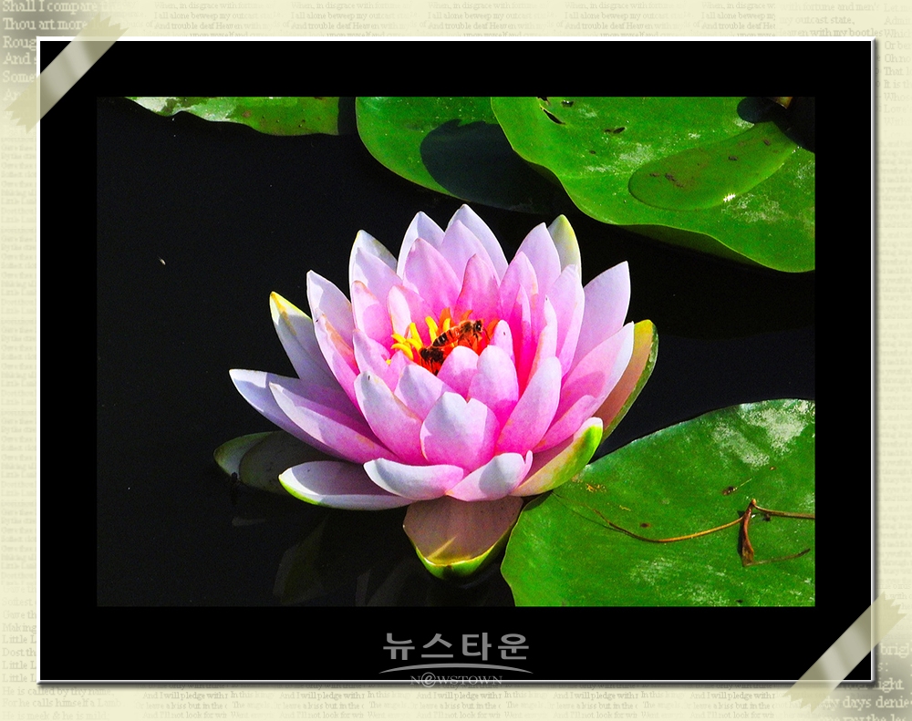연꽃과 수련
