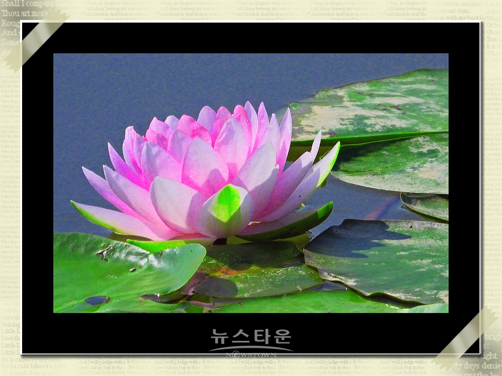 연꽃과 수련