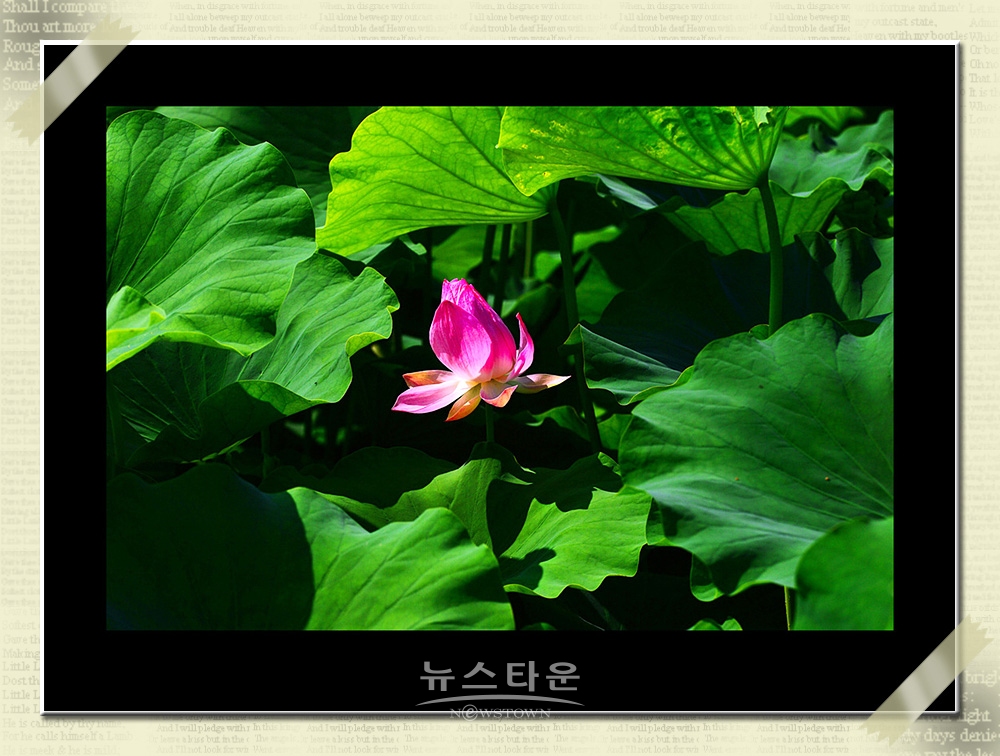 연꽃과 수련