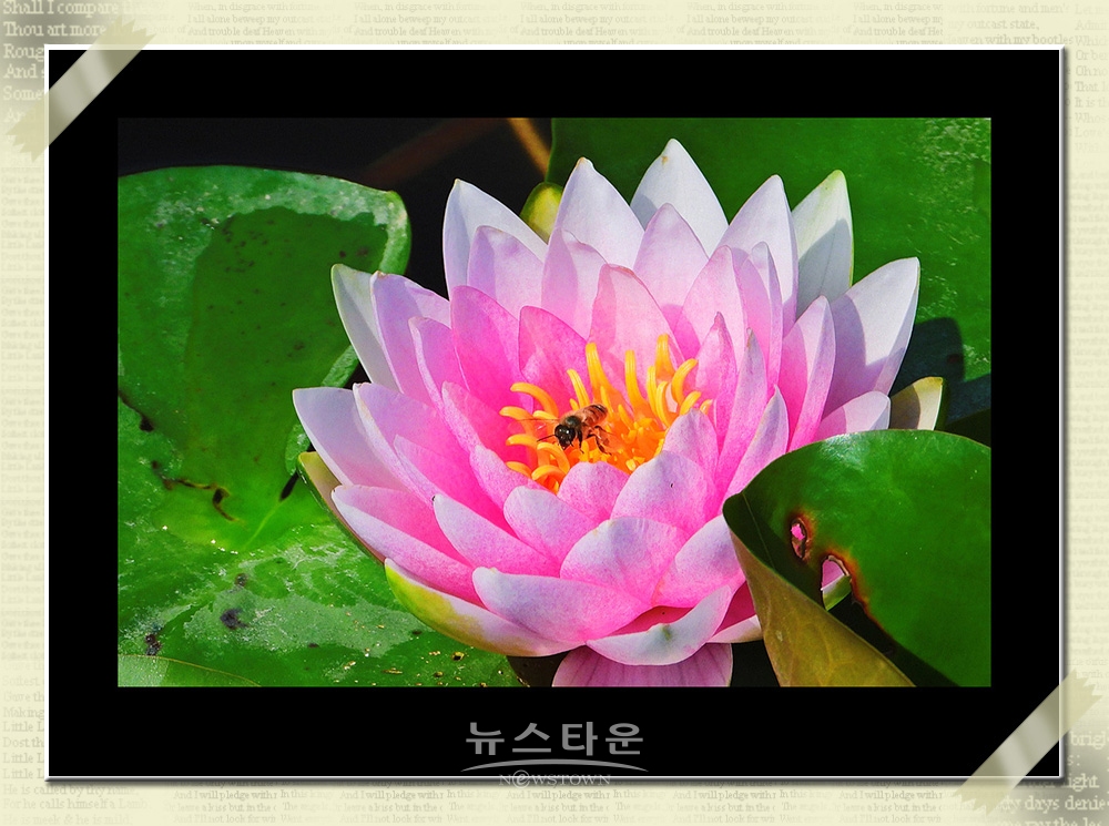 연꽃과 수련