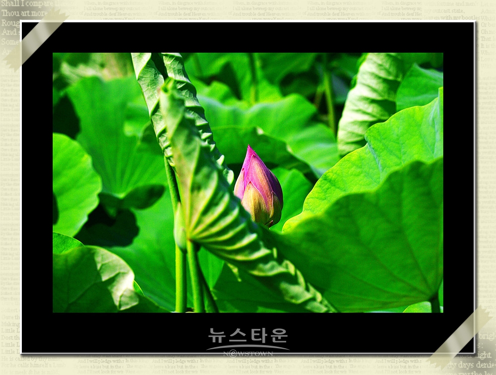 연꽃과 수련