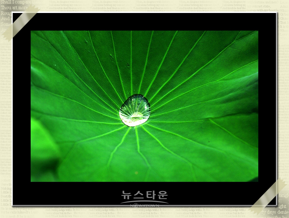 연꽃과 수련