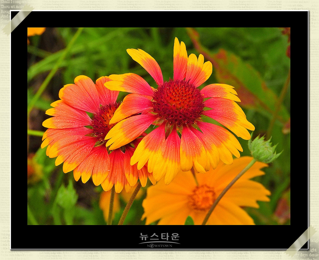 천인국 天人菊