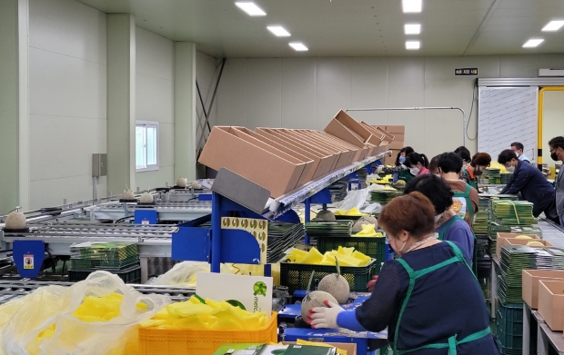 2021년 경주시농산물산지유통센터에서 ‘이사금 멜론’ 선별작업을 하고 있다.