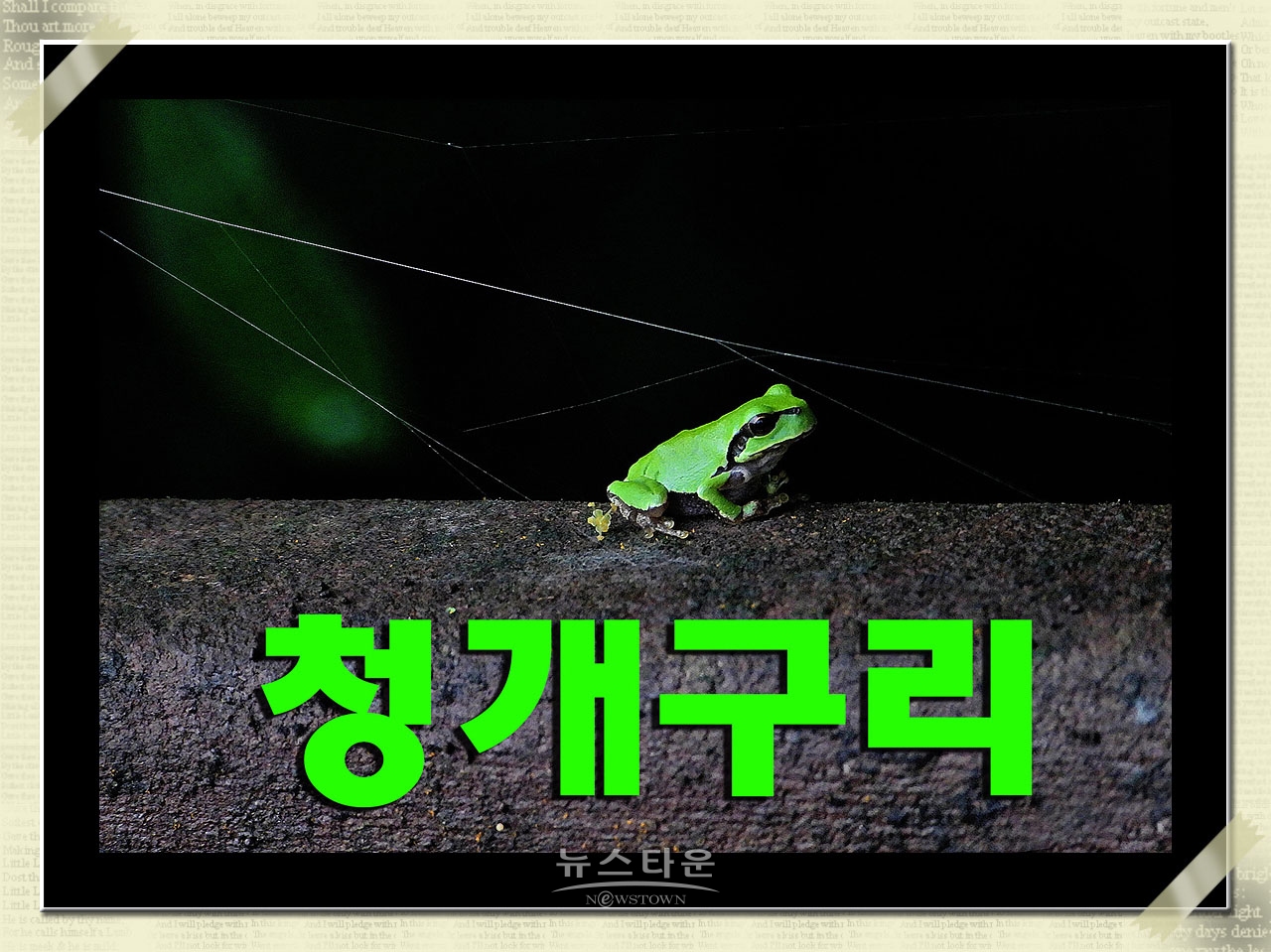 청개구리 청와보살