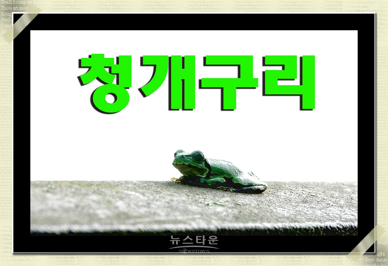 청개구리 청와보살