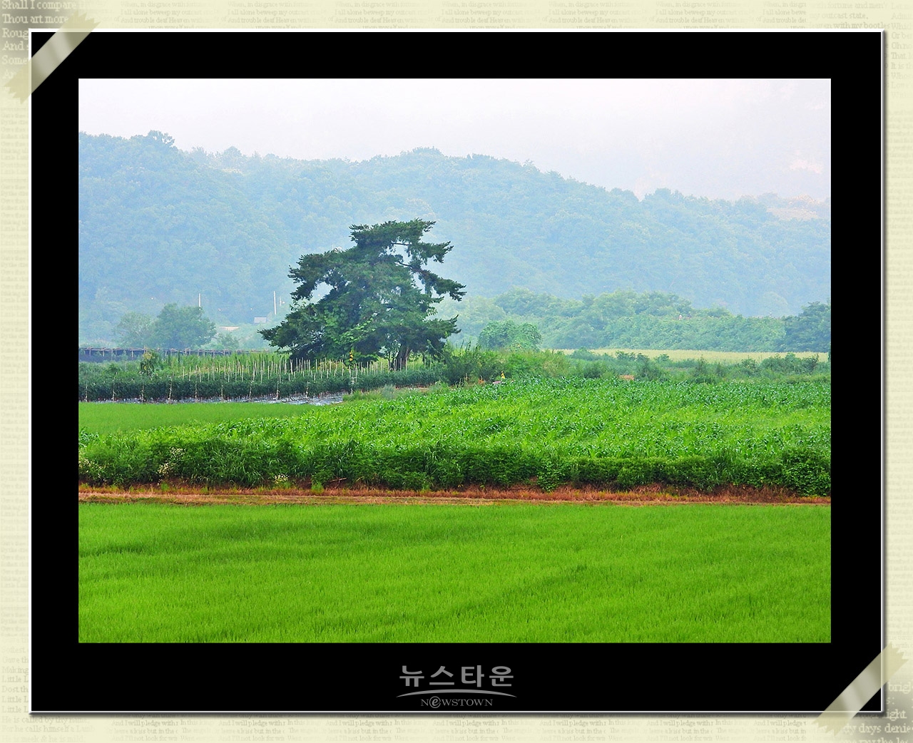 10만평 대지위에 홀로선 소나무