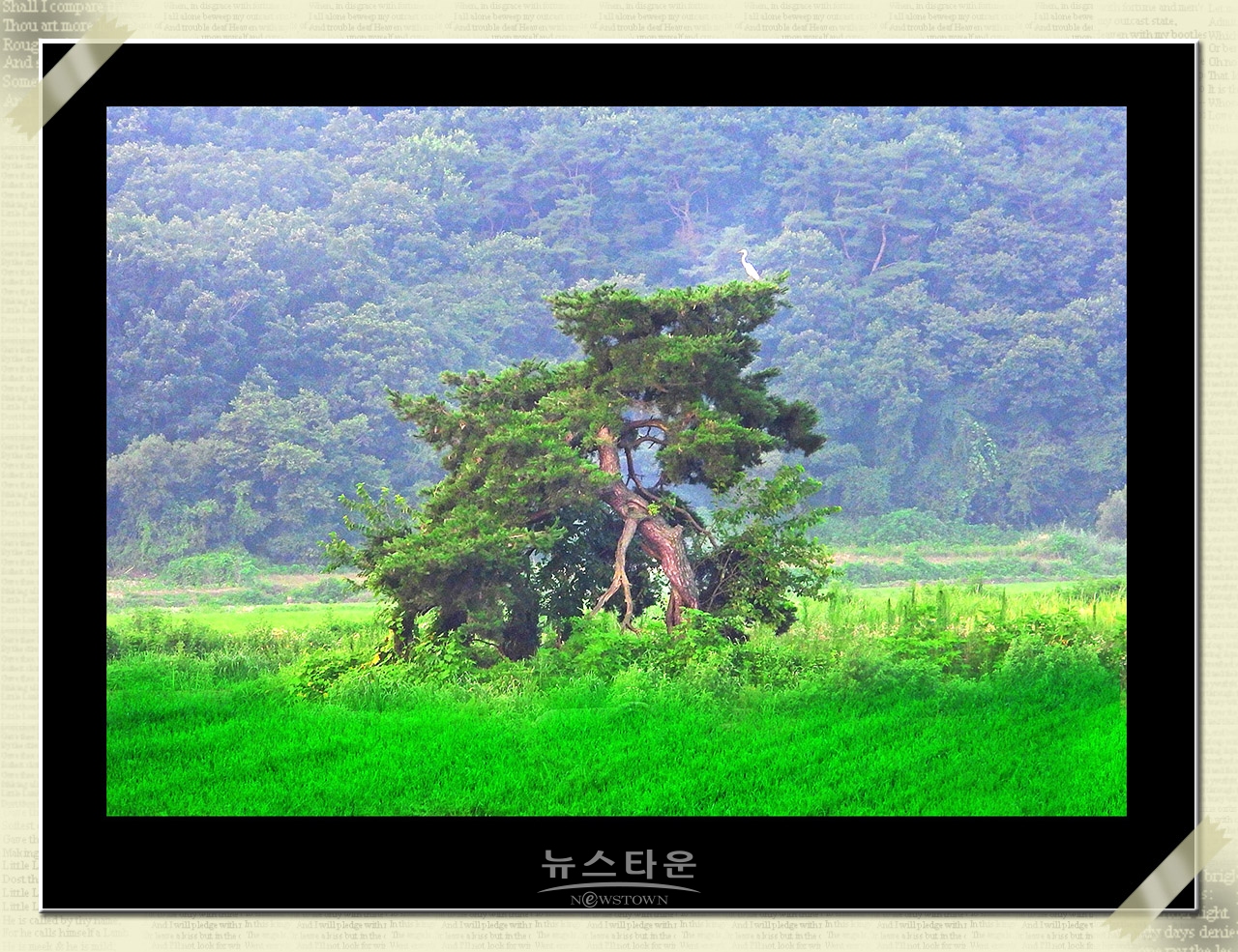10만평 대지위에 홀로선 소나무
