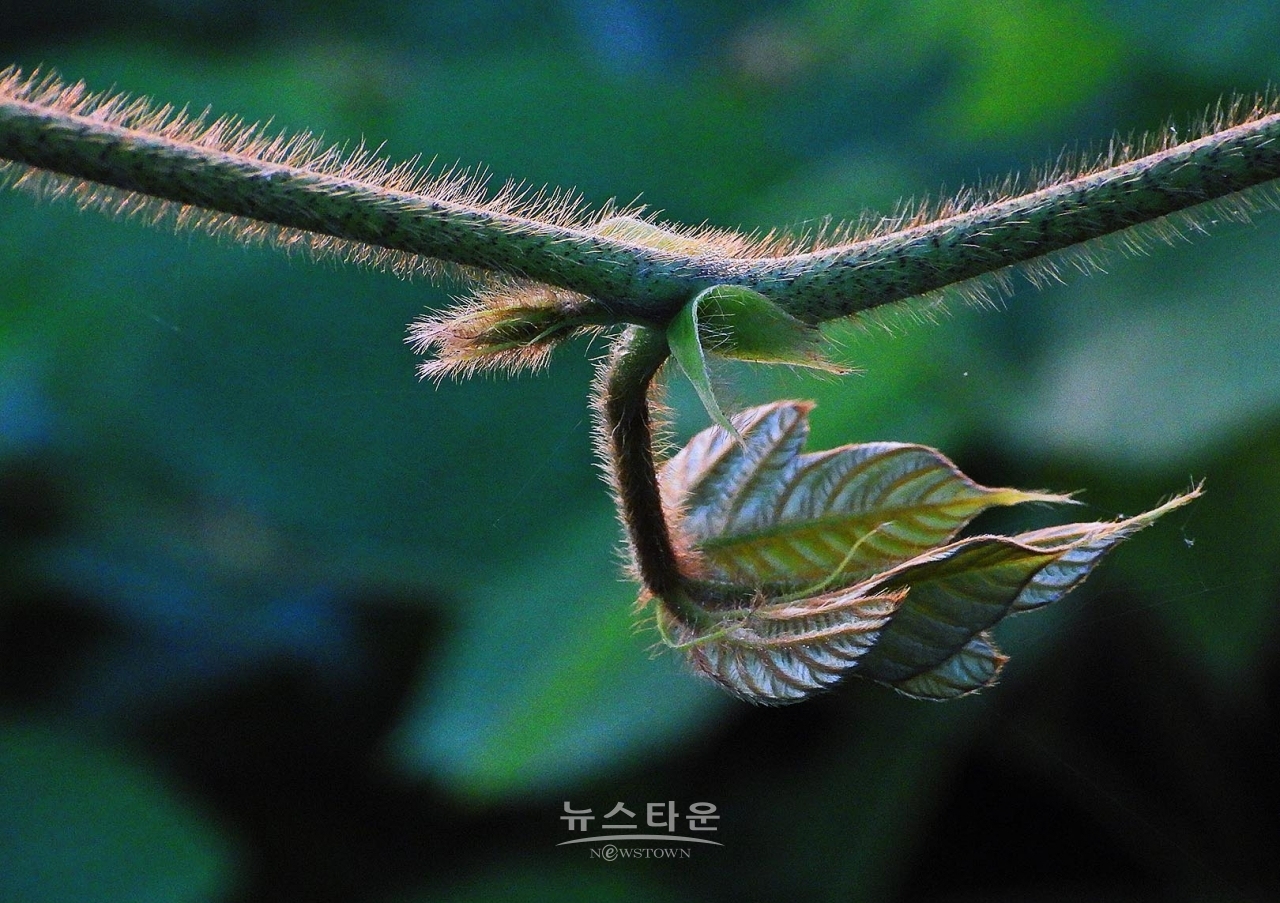 칡넝쿨과 칡순의 예술