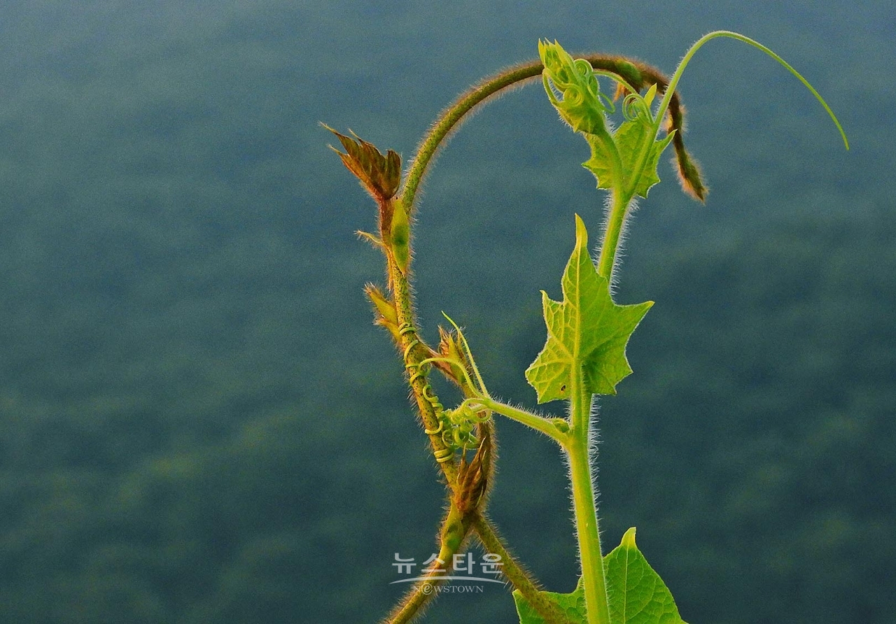 칡넝쿨과 칡순의 예술
