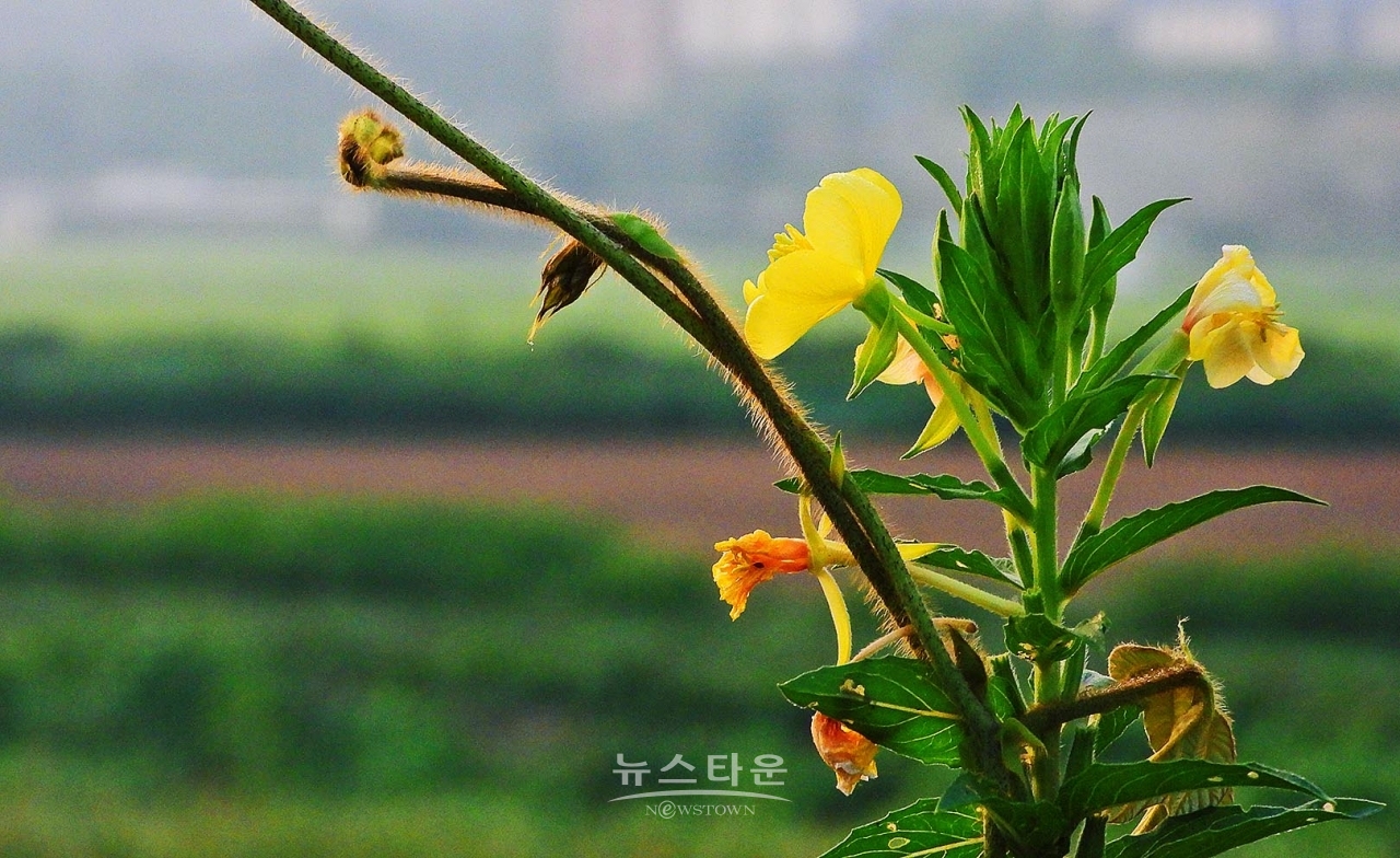 칡넝쿨과 칡순의 예술