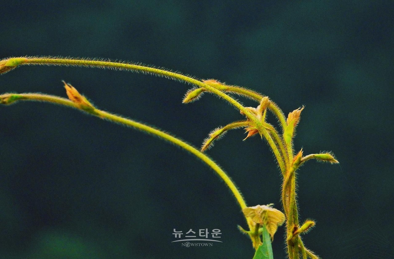 칡넝쿨과 칡순의 예술