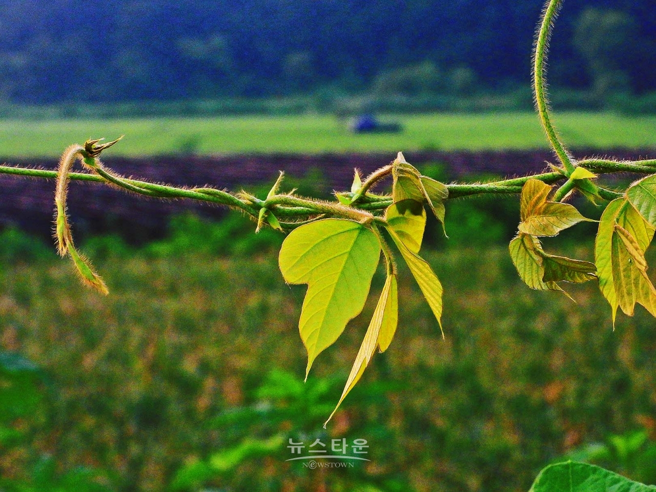 칡넝쿨과 칡순의 예술