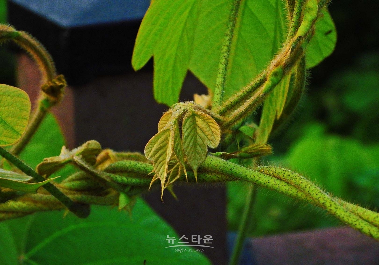 칡넝쿨과 칡순의 예술