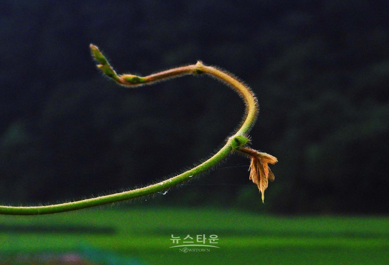 칡넝쿨과 칡순의 예술