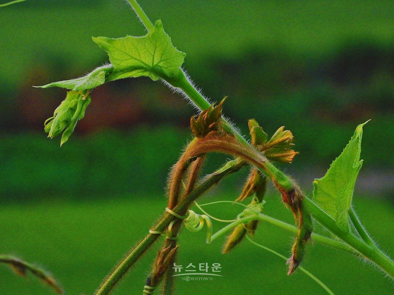 칡넝쿨과 칡순의 예술