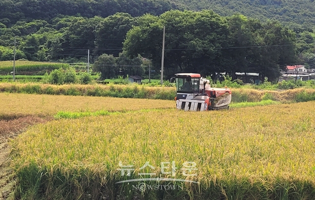 충주시가 지난 8월 9일 앙성면 모점리 소재 윤병관 씨 논(0.8ha)에서 첫 벼 베기를 진행했다. 지난 5월 12일 모내기를 한 후 89일 만에 첫 수확의 기쁨을 누렸다.