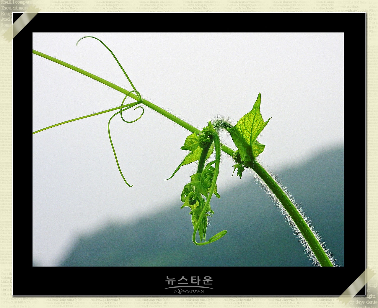 가시박덩쿨 순의 예술작품