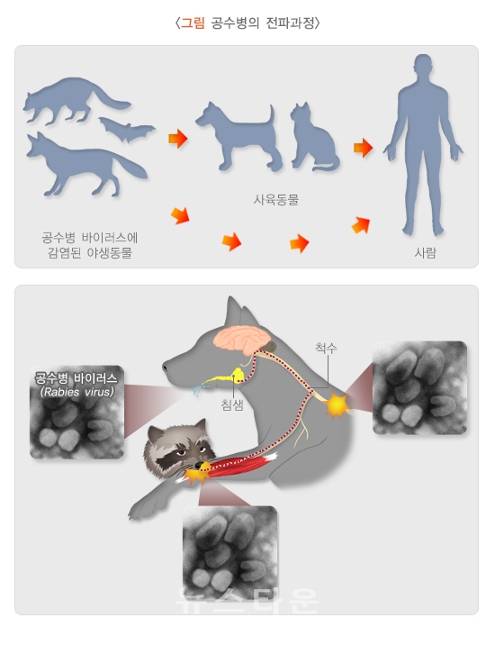 광견병 전파과정/국가건강정보포털