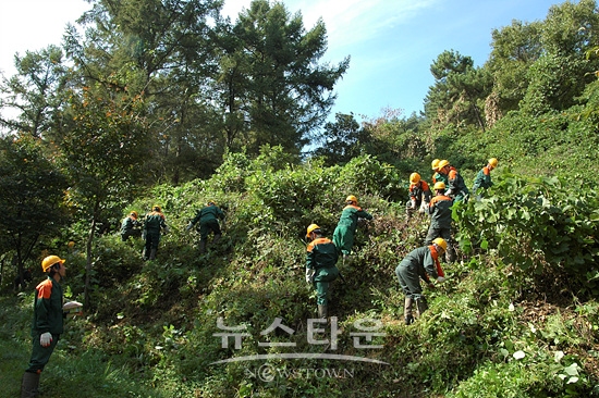 덩굴류 제거작업 장면(사진=산림청)