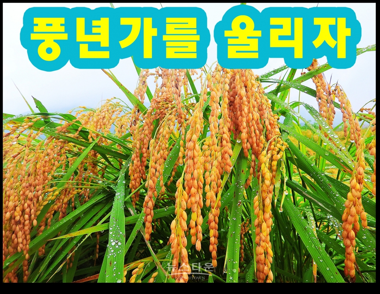 가을들녁 황금물결의 아름다움
