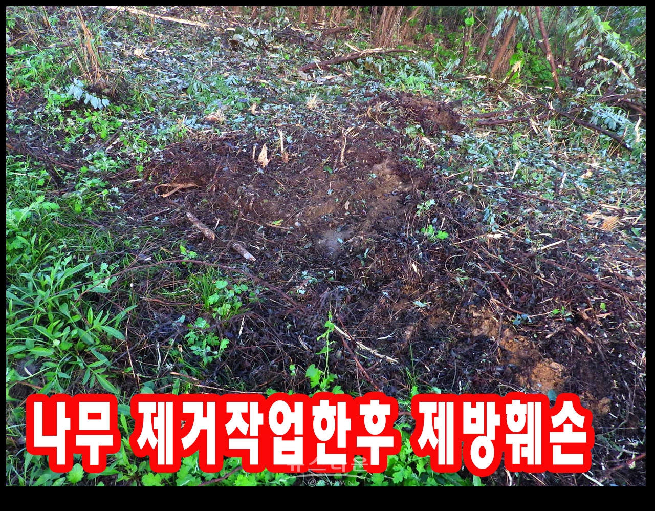 장난같은 나무제거작업