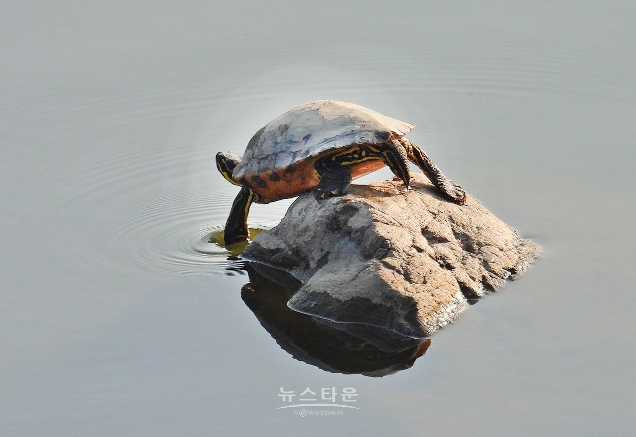 2023년 5월 25일 문막 섬강에서 발견한 자라