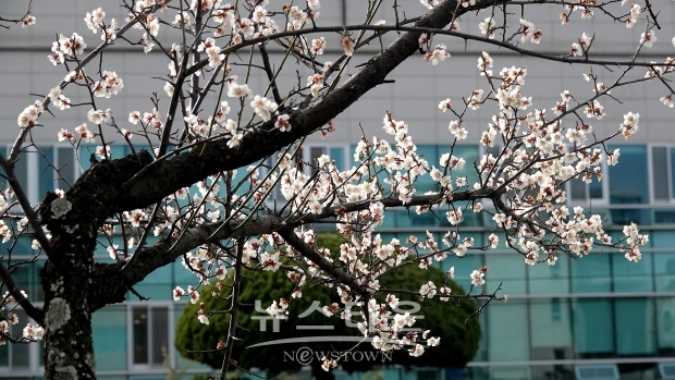매화꽃(김해시청 정원)
