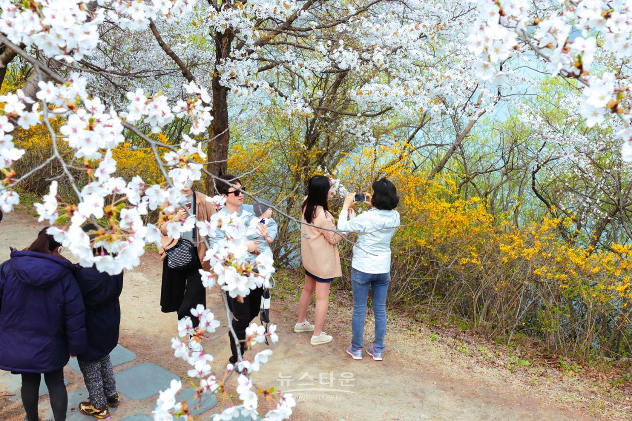 연세대 미래캠퍼스 벚꽃길 : 자료사진