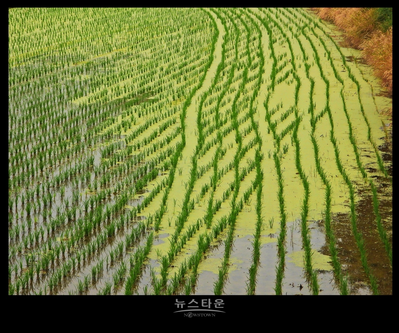 모내기 자료사진