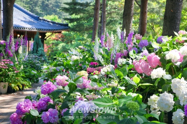 아침고요수목원 수국 전시회