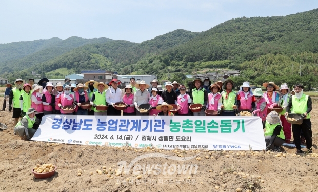 감자 수확 농촌일손돕기