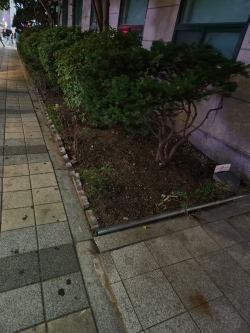 인근 한 병원의 화단 모습이다