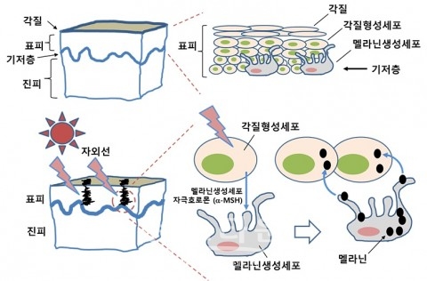 자외선에 노출되면 피부 표피의 멜라닌생성세포에서 멜라닌이 합성되어 각질형성세포로 이동하고 과다 축적되면 기미, 주근깨, 검버섯이 된다