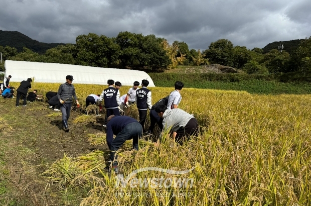 벼마당질 농경문화 체험행사(벼 베기)