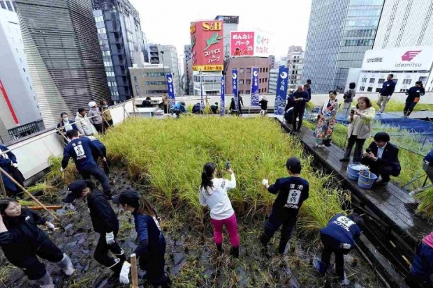 일본 도쿄 도심 빌딩 옥상에서 벼농사를 지어, 여기에서 나온 쌀로 일본 술 '사케'를 만들어 판매한다고.../ 사진=요미우리(재팬뉴스) 캡처