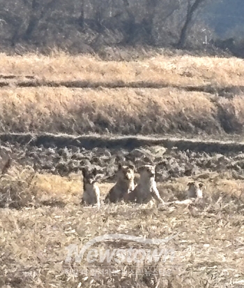 야생들개
