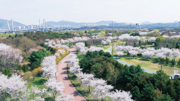 수도권매립지 야생화단지에 조성된 벚꽃길(2024년 봄)