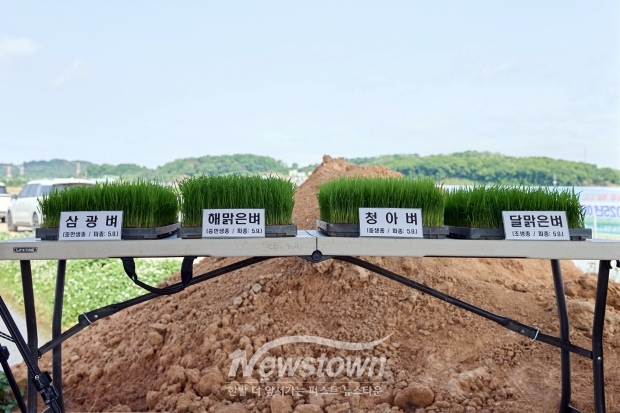 아산맑은쌀 원료곡 신품종 ‘해맑은벼·달맑은벼’ 이앙 행사