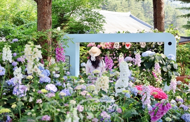 아침고요수목원 수국 전시회