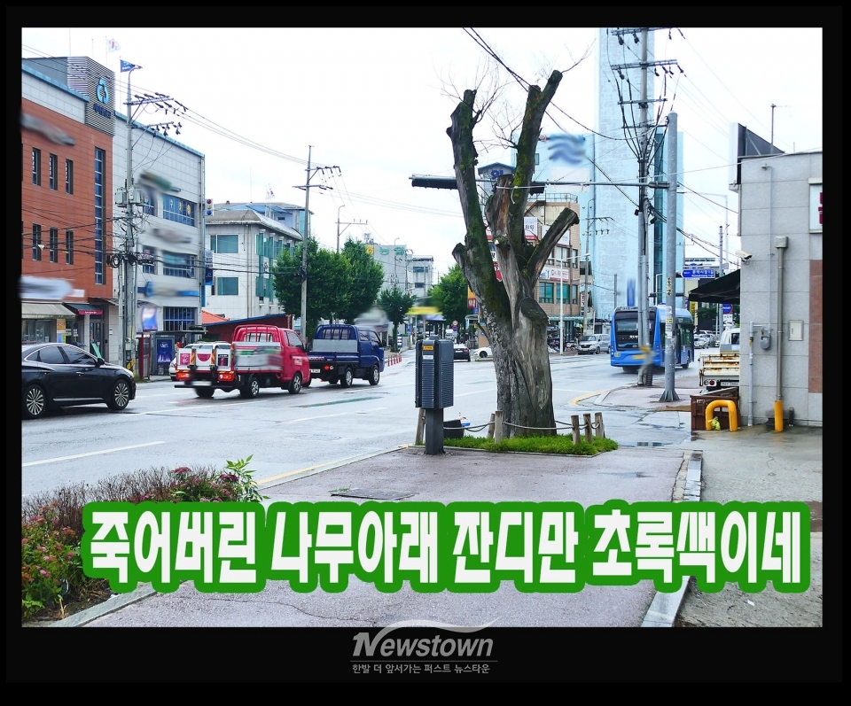 2025년 6월 18일과 6월 20일 촬영한 느티나무 상태