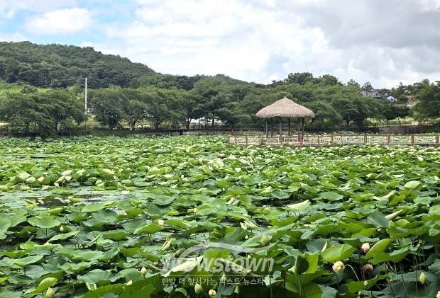 골정지(骨井池)