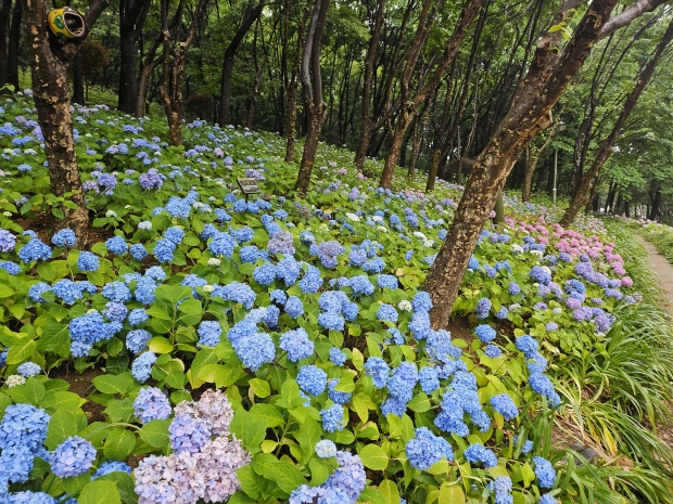 부천 도당근린공원 수국 만개 모습